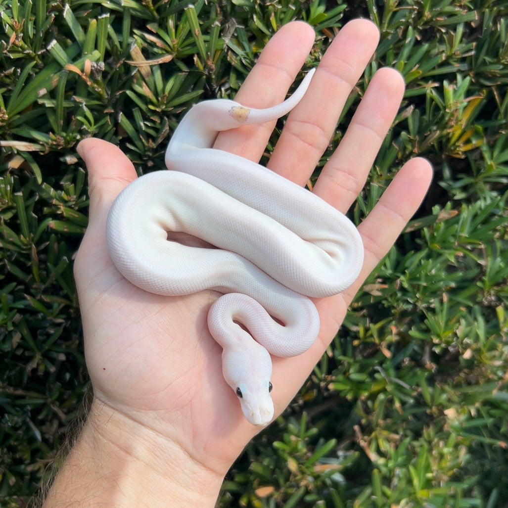 1.0 pewter pied poss yb, Leo, OD