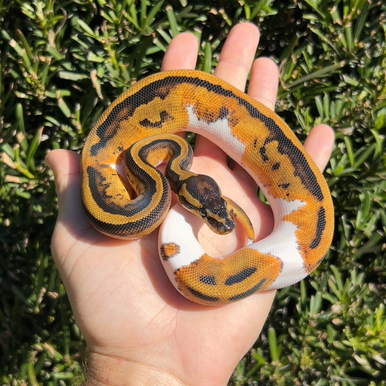 0.1 pied ballpython