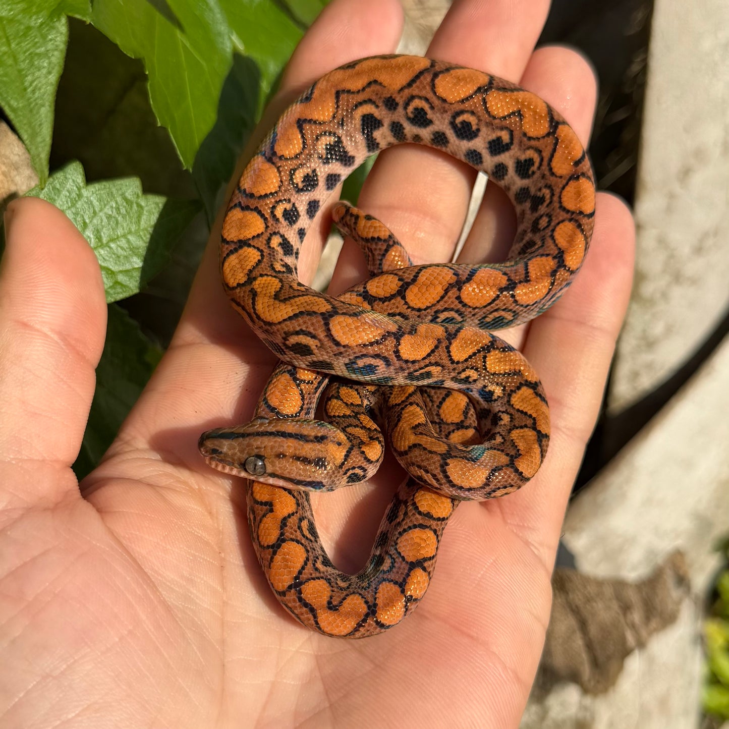 0.1 Rainbow boa het Anery poss het albino