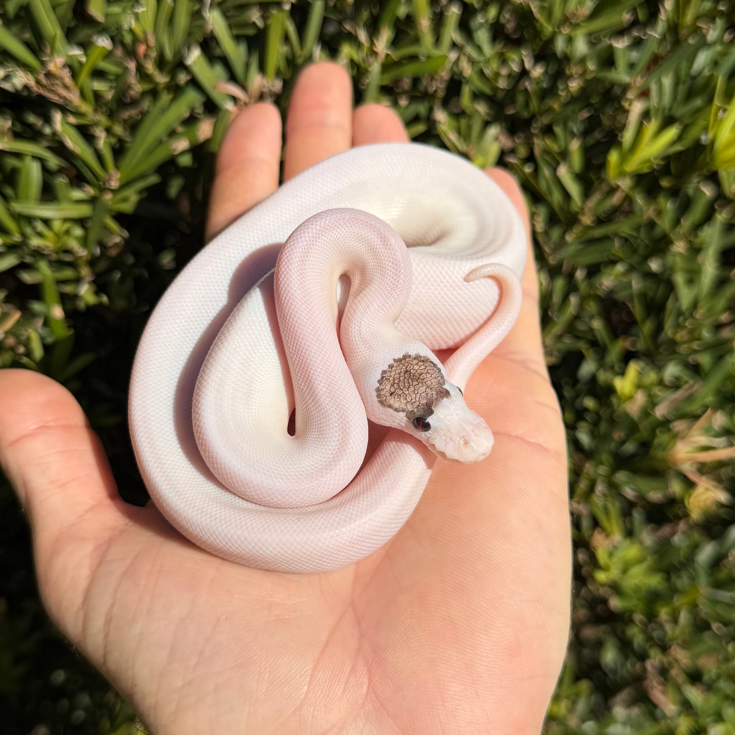 0.1 super cinny pastel pied