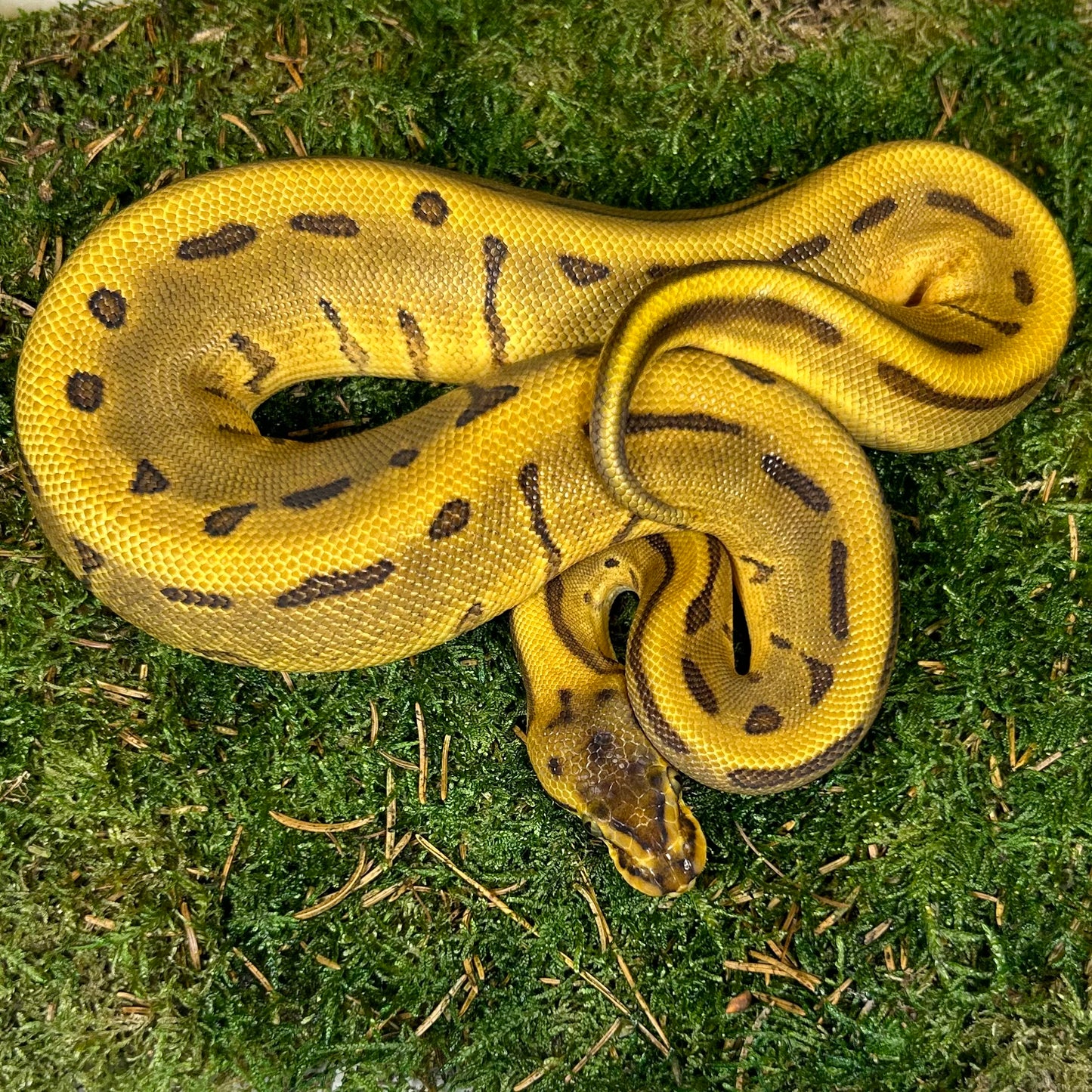 0.1 orange dream leopard pinstripe 100% het pied