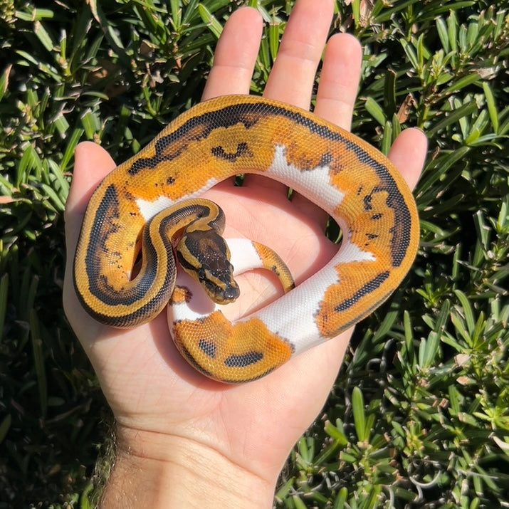 0.1 pied ballpython