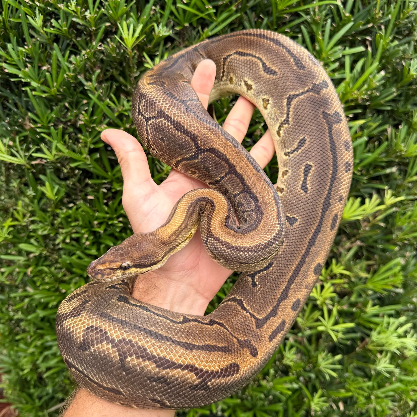 0.1 Leopard pinstripe het pied (proven breeder)