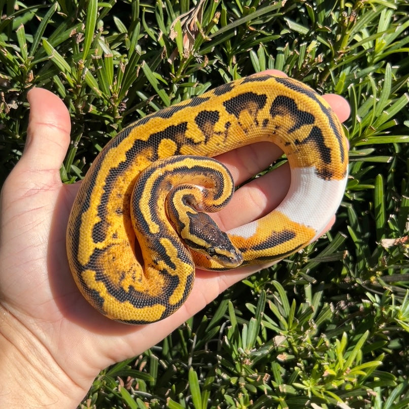 0.1 Pastel pied