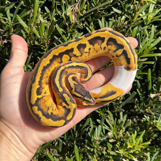 0.1 Pastel pied