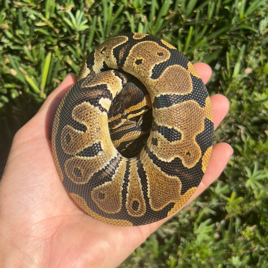 0.1 DH Clown pied