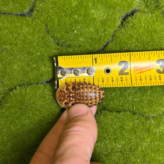 50ct Large discoid roaches