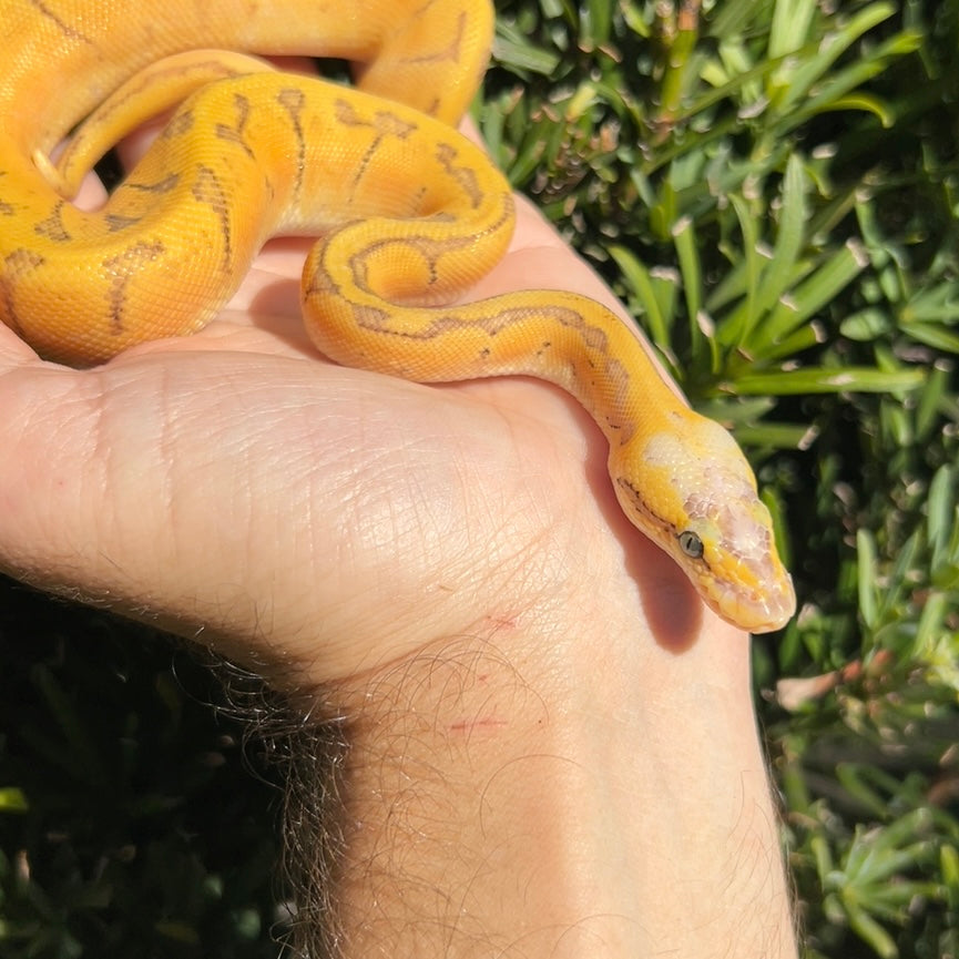 1.0 Super pastel pinstripe Enchi het pied