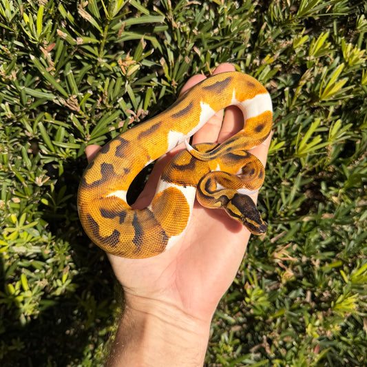 1.0 Leopard enchi pied