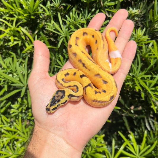 0.1 od pastel yb enchi pied
