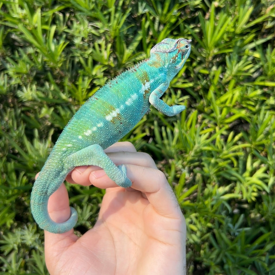 panther chameleon
