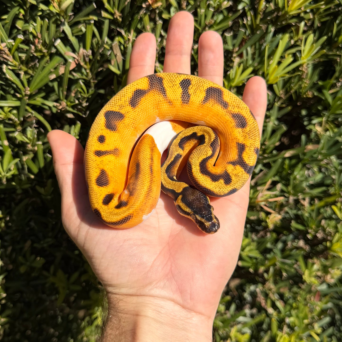 1.0 Od enchi pied