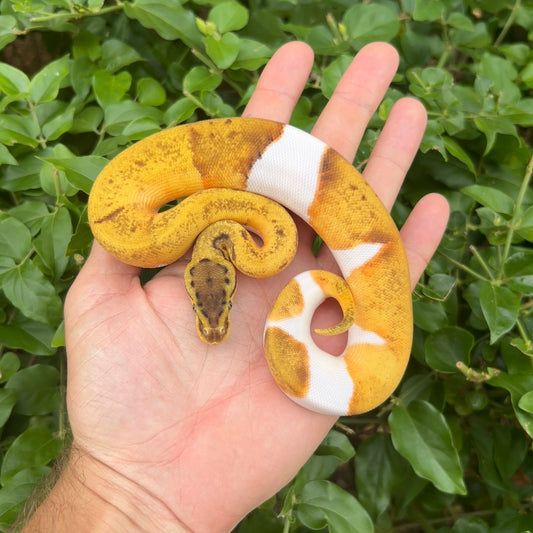 0.1 Enchi Lemonblast pied