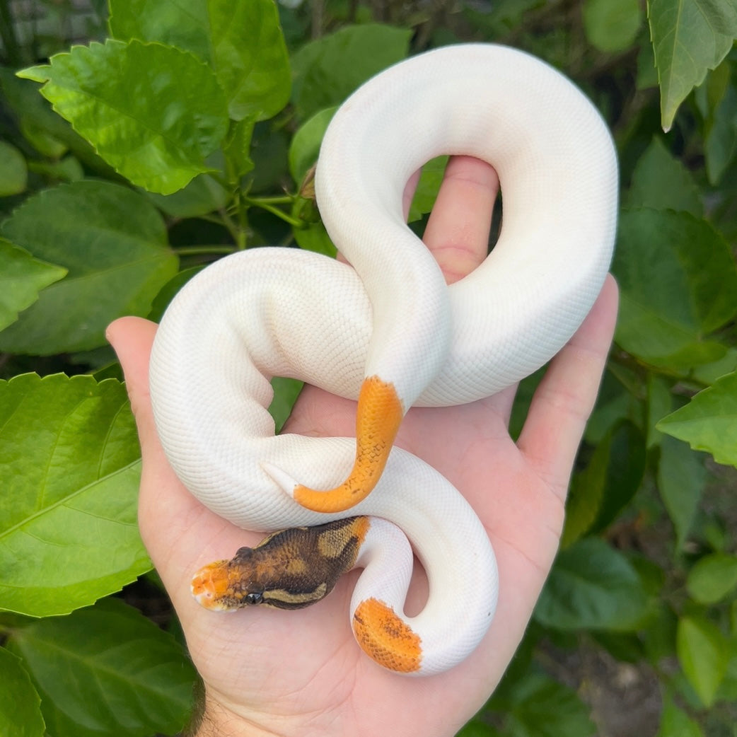 1.0 Orange Dream Cinnamon Enchi Pied Leopard (poss YB)