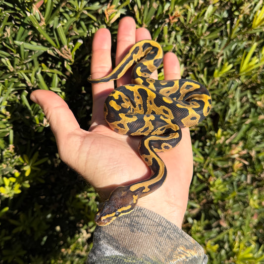 1.0 leopard yb or spector