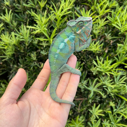 Juvenile Male Ambilobe panther chameleon
