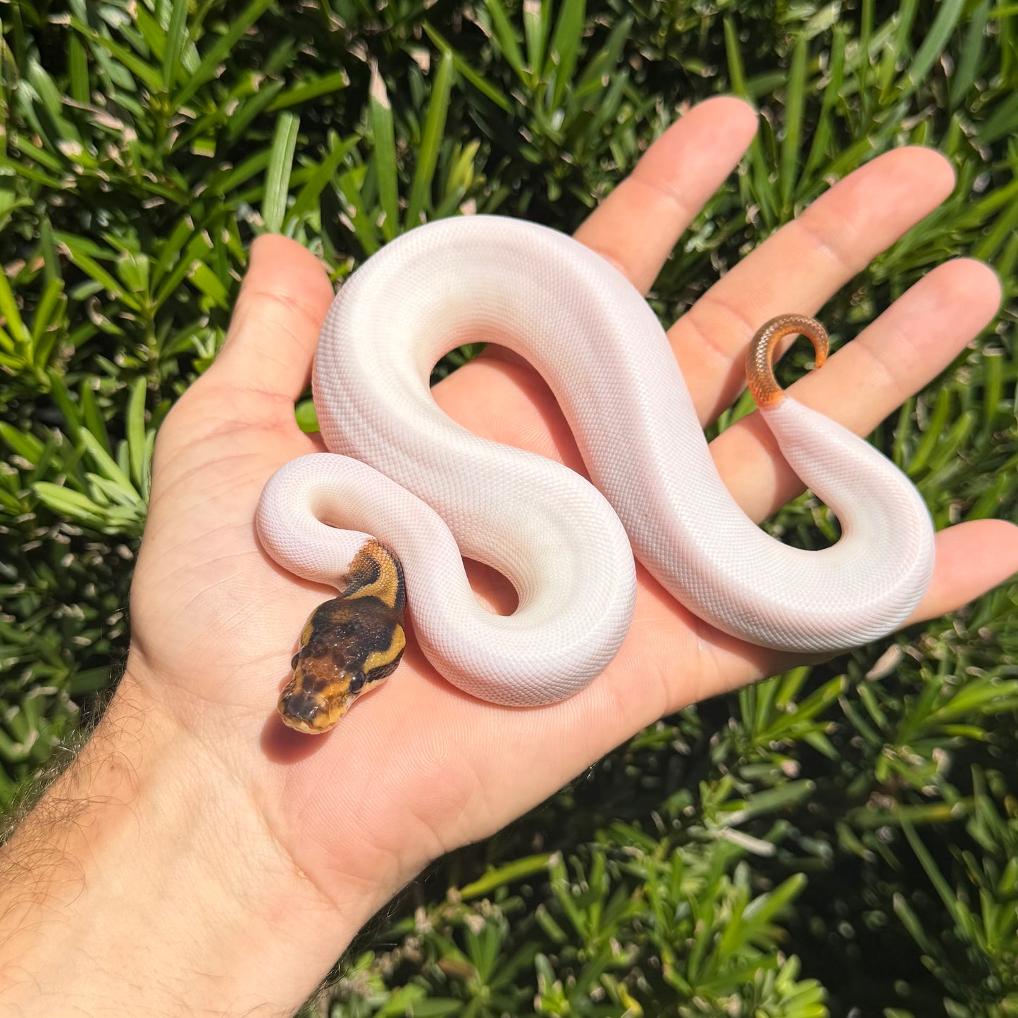 0.1 leopard pied