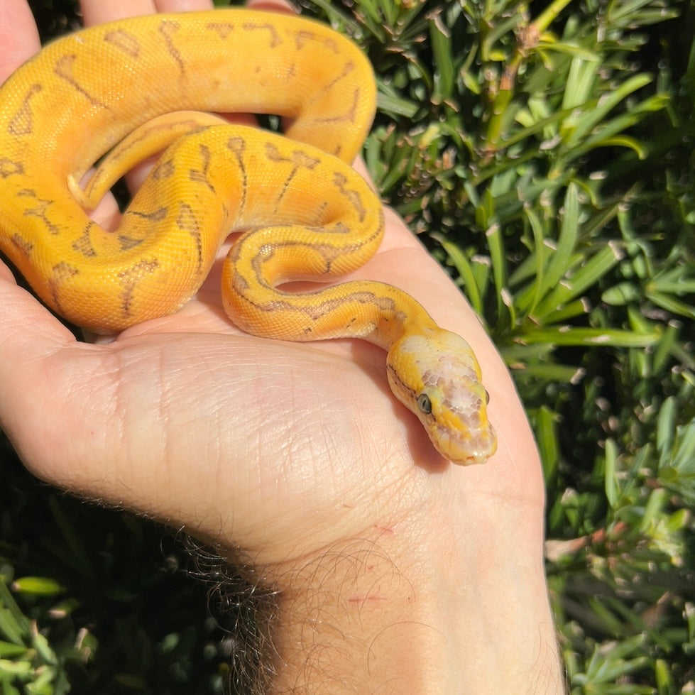 1.0 Super pastel pinstripe Enchi het pied