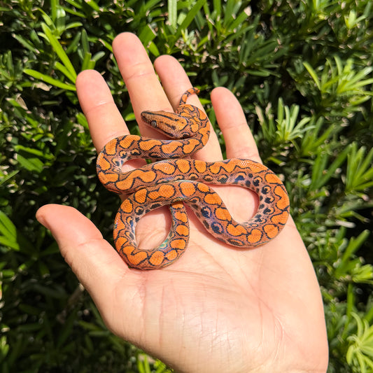 0.1 Rainbow boa het Anery poss het t-albino