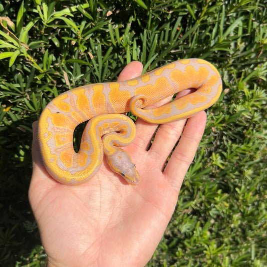 0.1 Banana enchi het pied