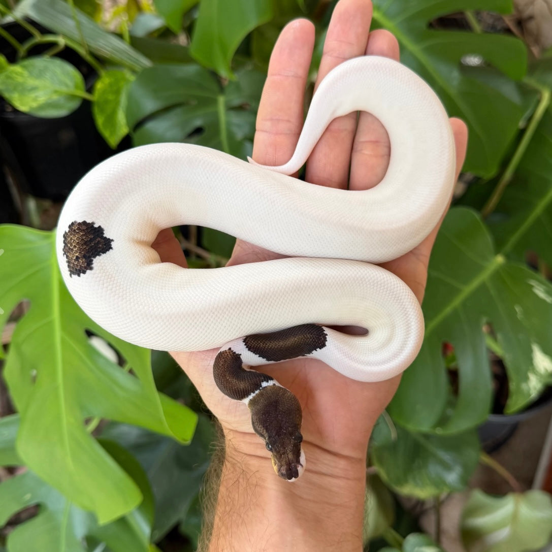 1.0 OD GHI leopard panda pied