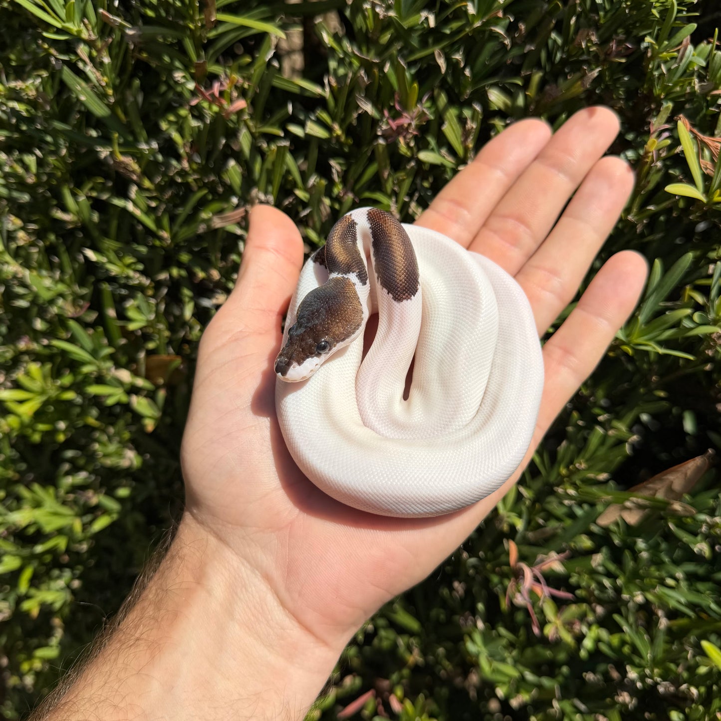 1.0 OD Leo panda pied