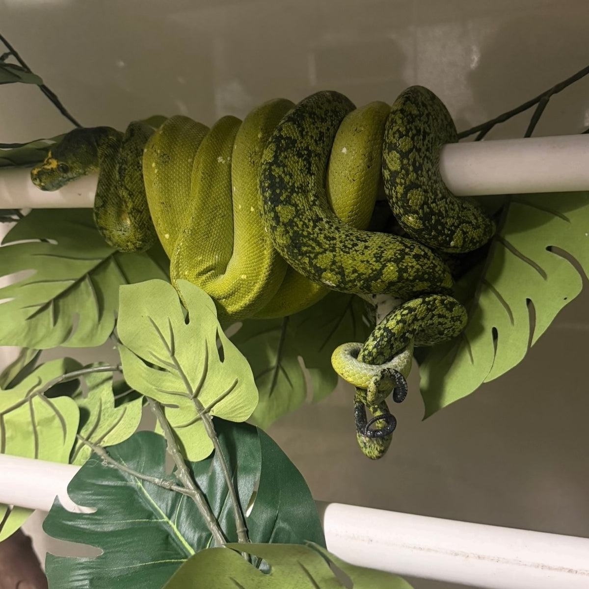 1.0 biak green tree python