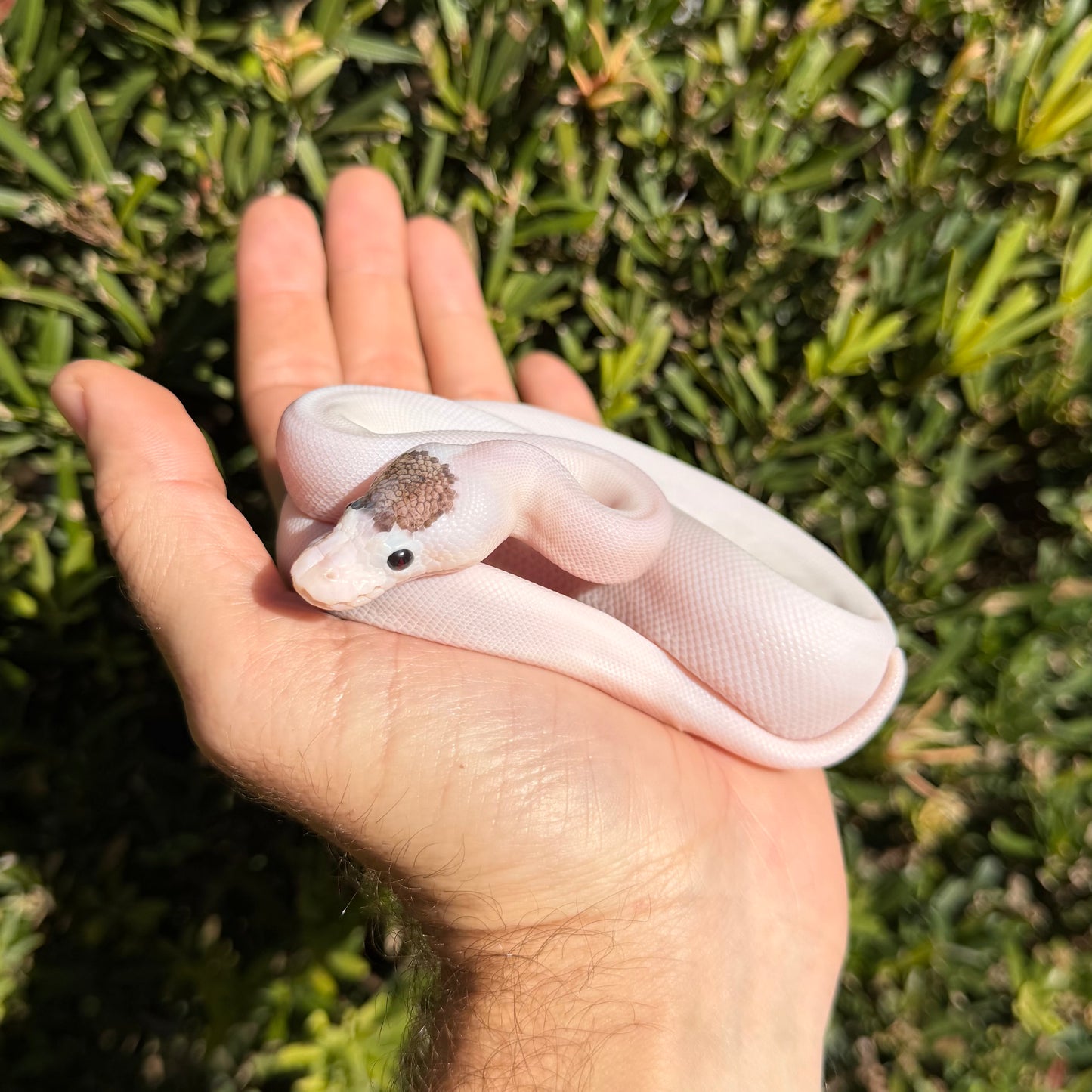 0.1 super cinny pastel pied