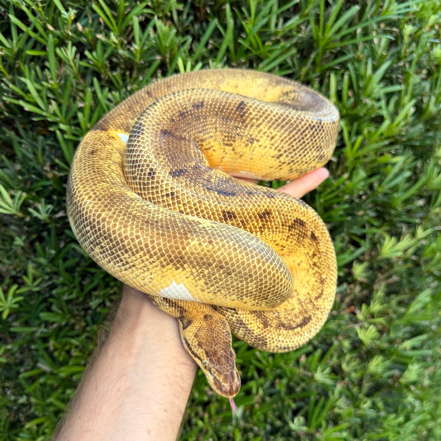1.0 Enchi lemonblast pied (proven breeder)