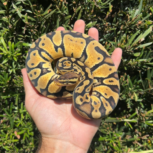 0.1 pastel het pied