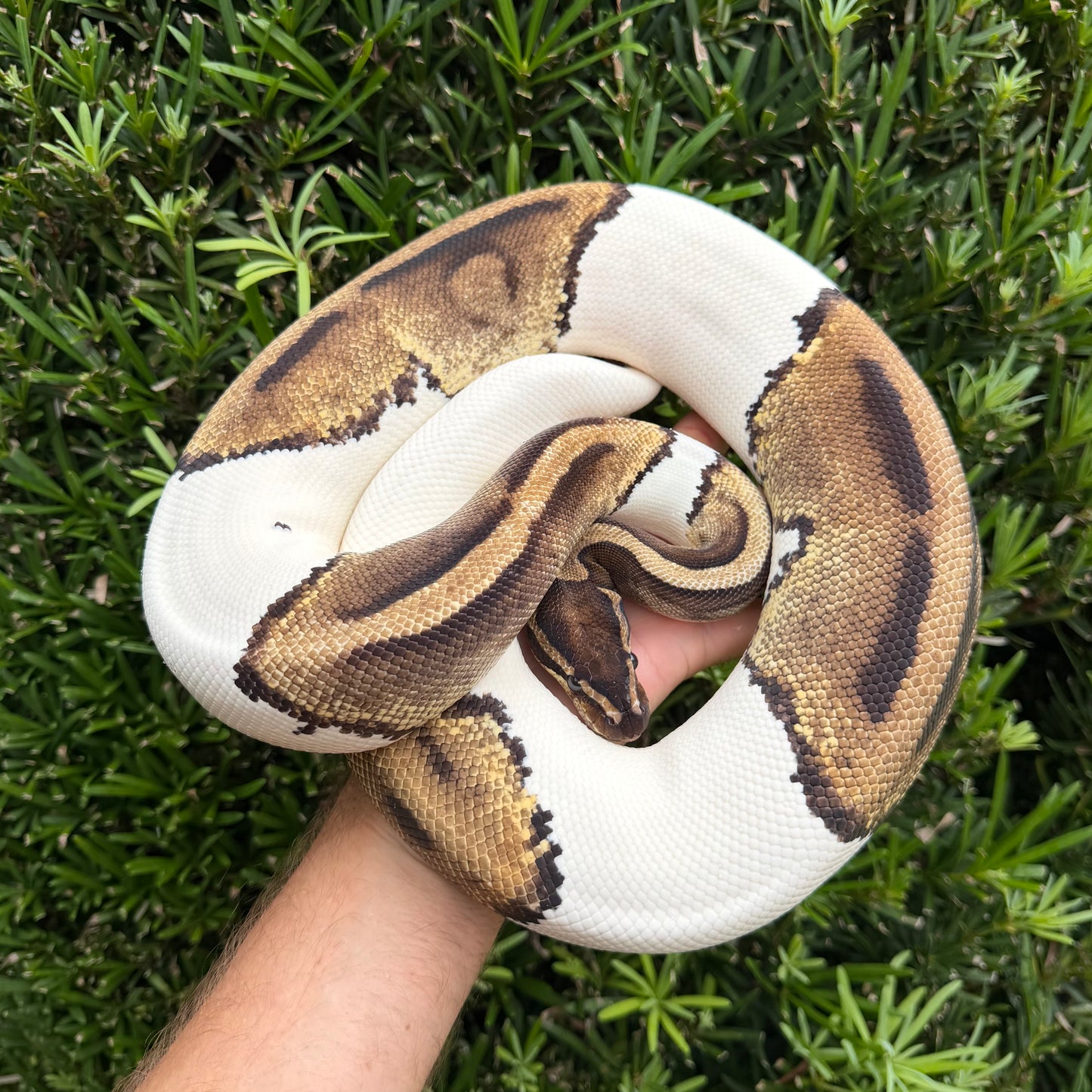 0.1 Pied (proven breeder)