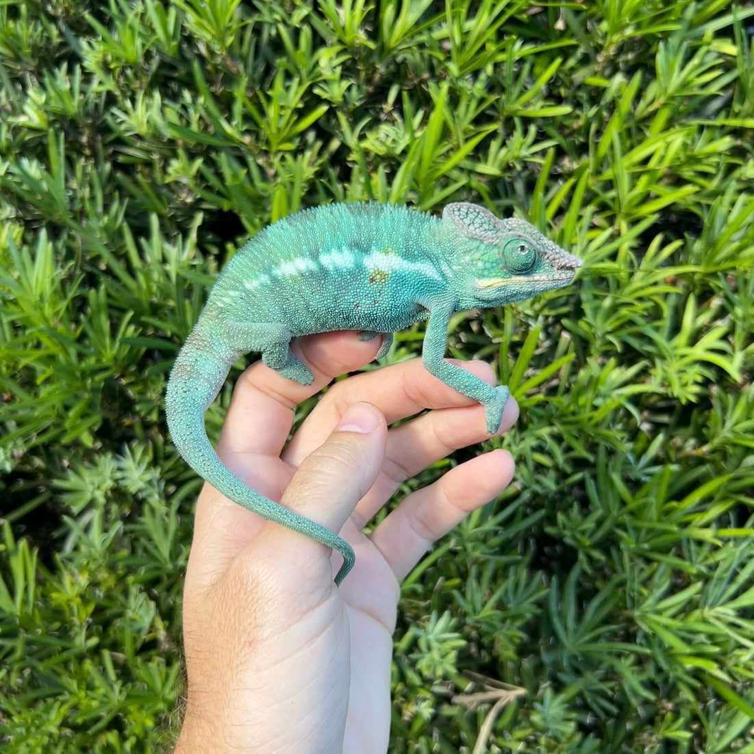 1.0 Panther chameleon