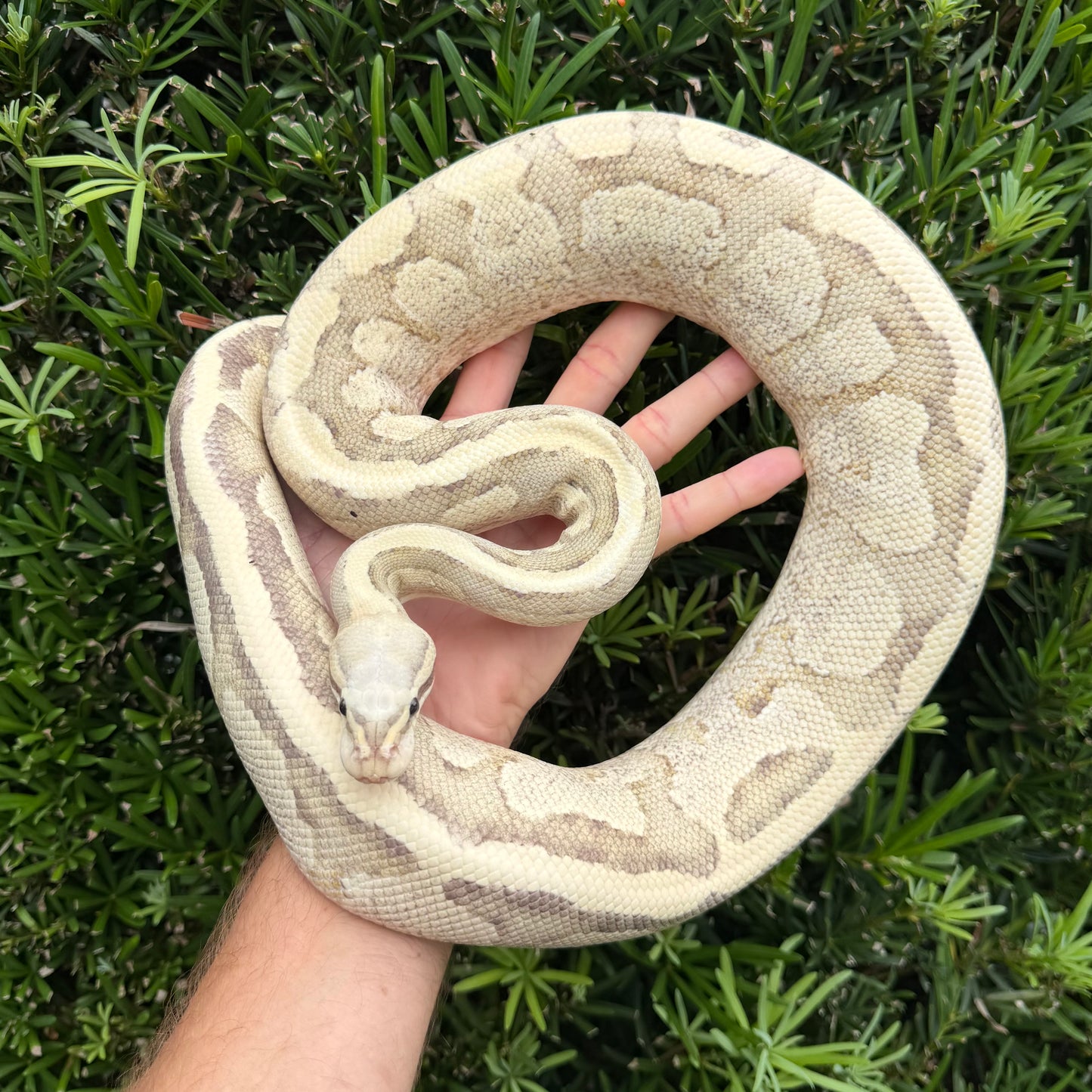 0.1 Vanilla cream (proven breeder)