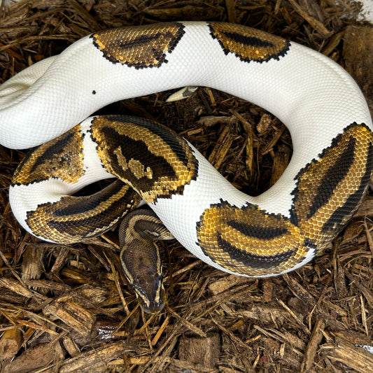 1.0 Leopard Yellowbelly pied (proven breeder)