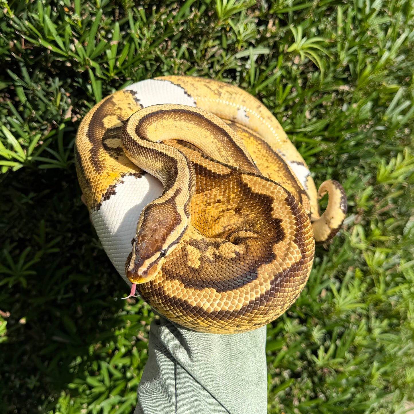 0.1 Pastel pied (proven breeder)