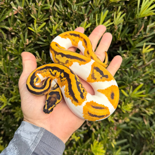 1.0 OD leopard yb enchi pied