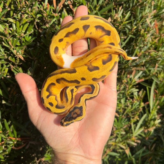 0.1 Od pastel enchi pied