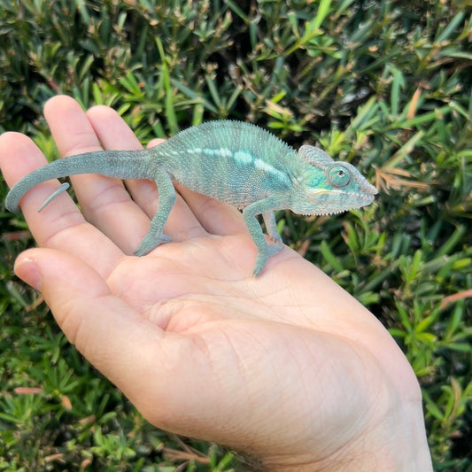 Baby Male Ambilobe panther chameleon