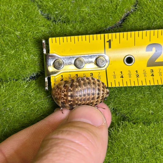 50ct medium discoid roaches