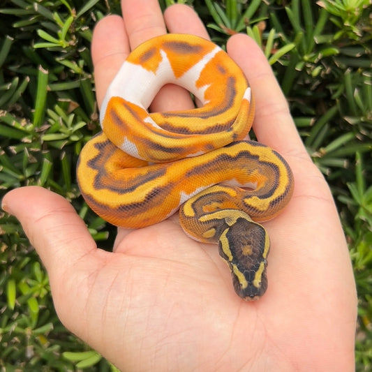 OD enchi yb pied