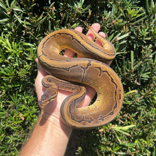 1.0 pinstripe het pied