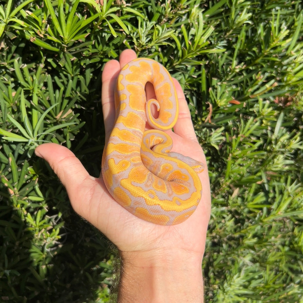 0.1 Banana enchi het pied