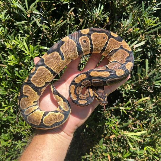 1.0 het pied
