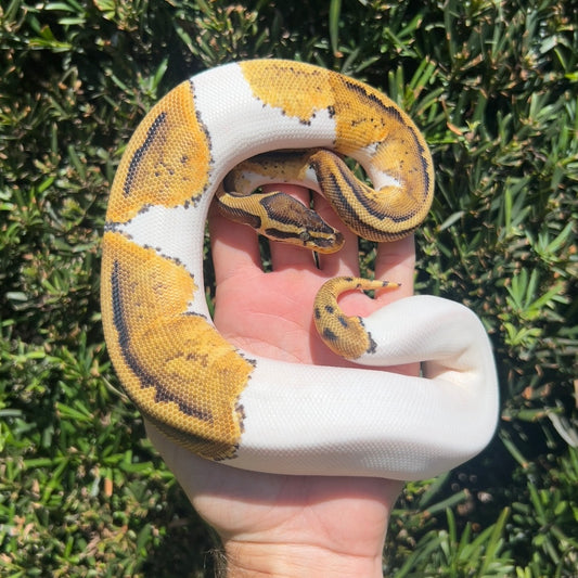 0.1 pastel pied