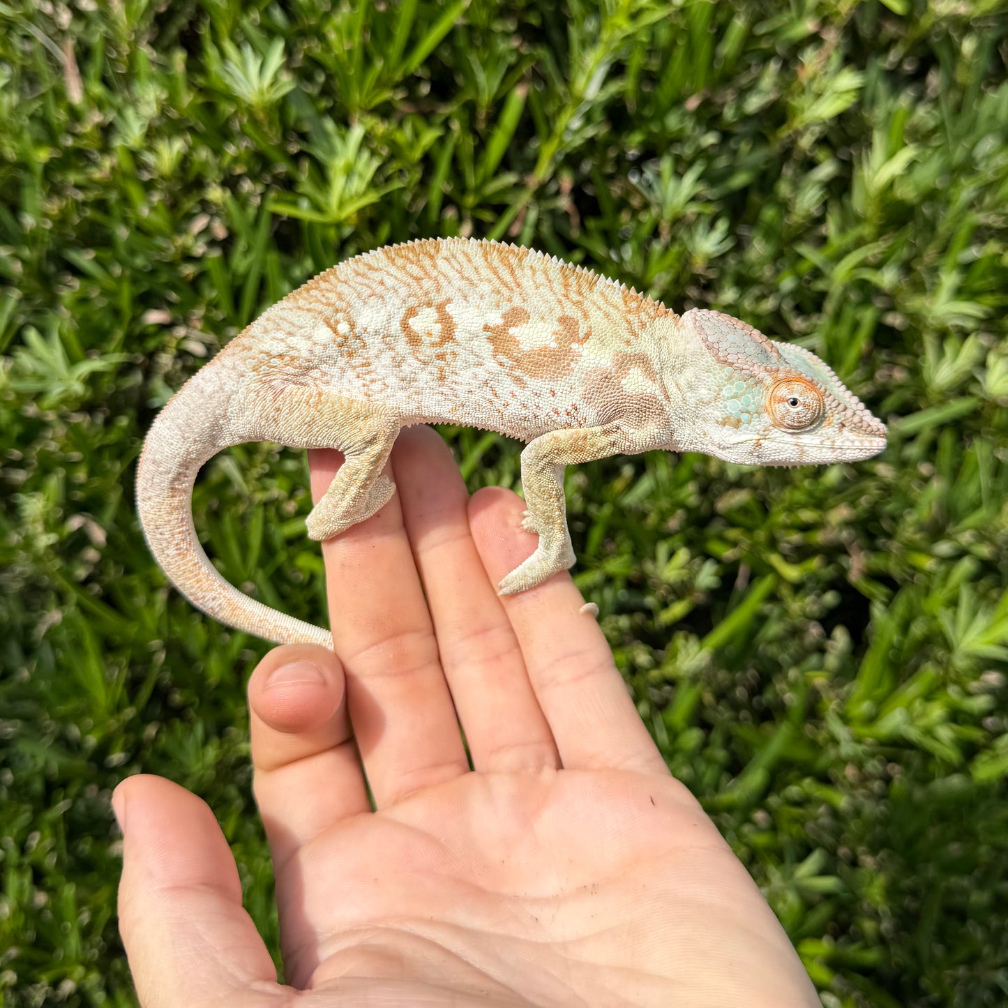 0.1 Ambilobe panther chameleon