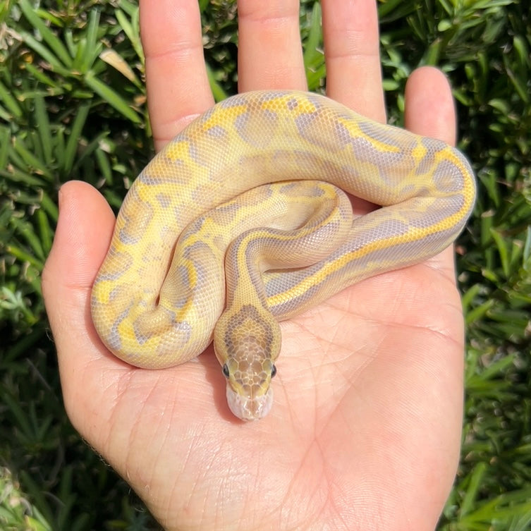 1.0 Leopard ivory het pied