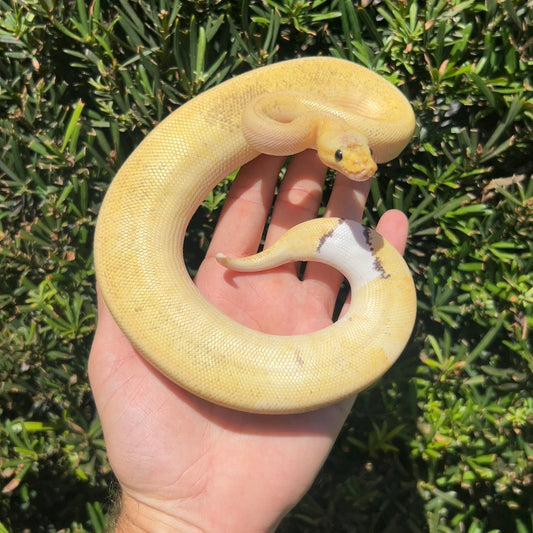 1.0 pastel champagne pinstripe DH Albino/ pied