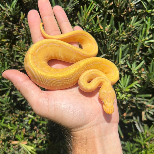 1.0 albino pinstripe poss calico poss candino