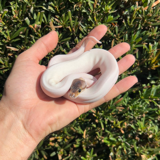 1.0 Leopard pewter pied poss OD