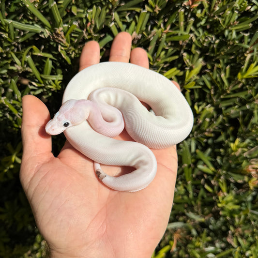 1.0 pewter pied poss yb, Leo, OD